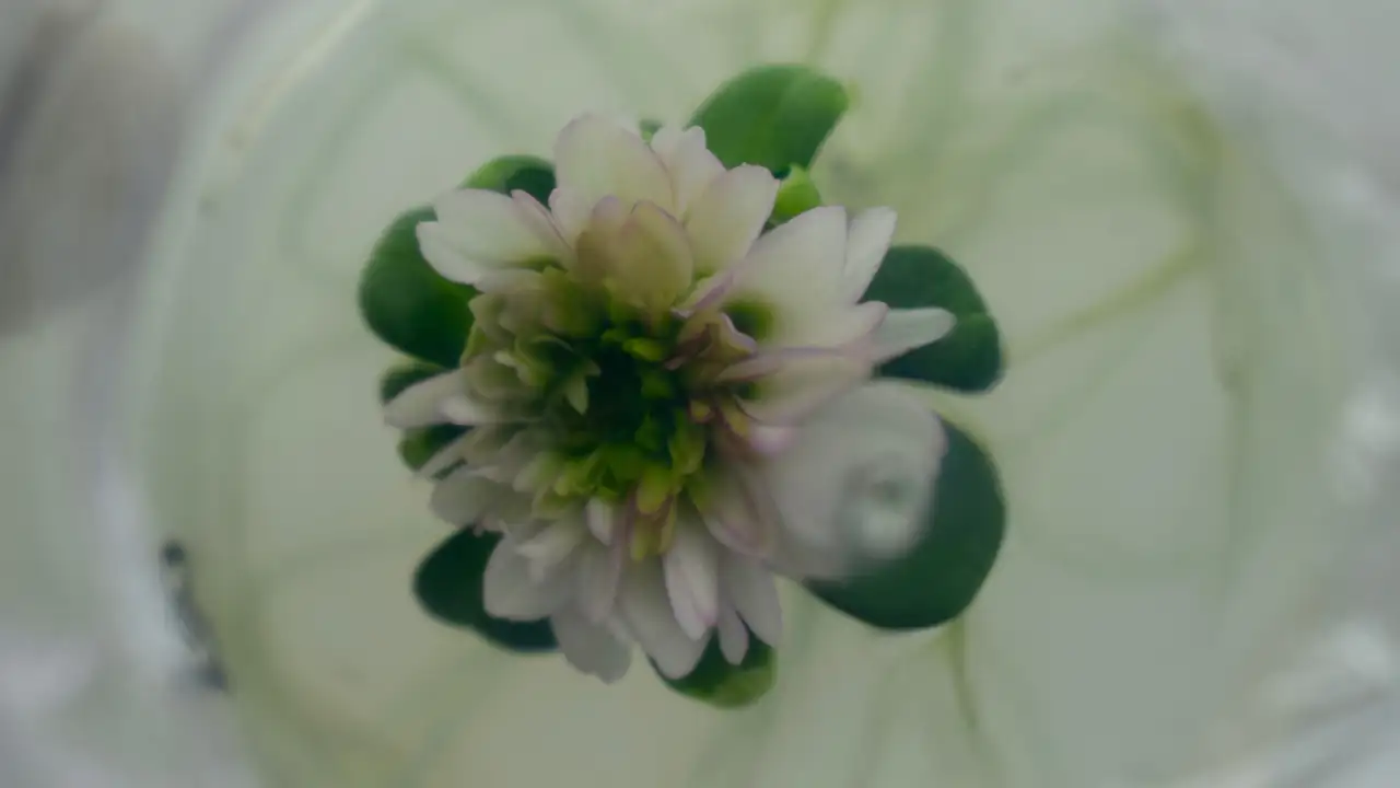 Flores de laboratorios de la Universidad CES de Medellín conquistan mercados internacionales para San Valentín 1 Flores de laboratorios de la Universidad CES de Medellín conquistan mercados internacionales para San Valentín