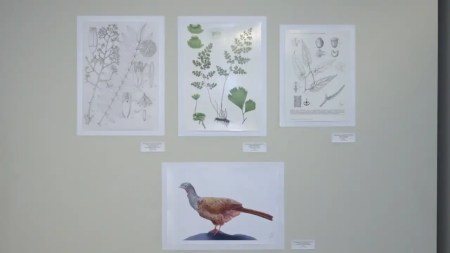 ilustración-científica-exposición