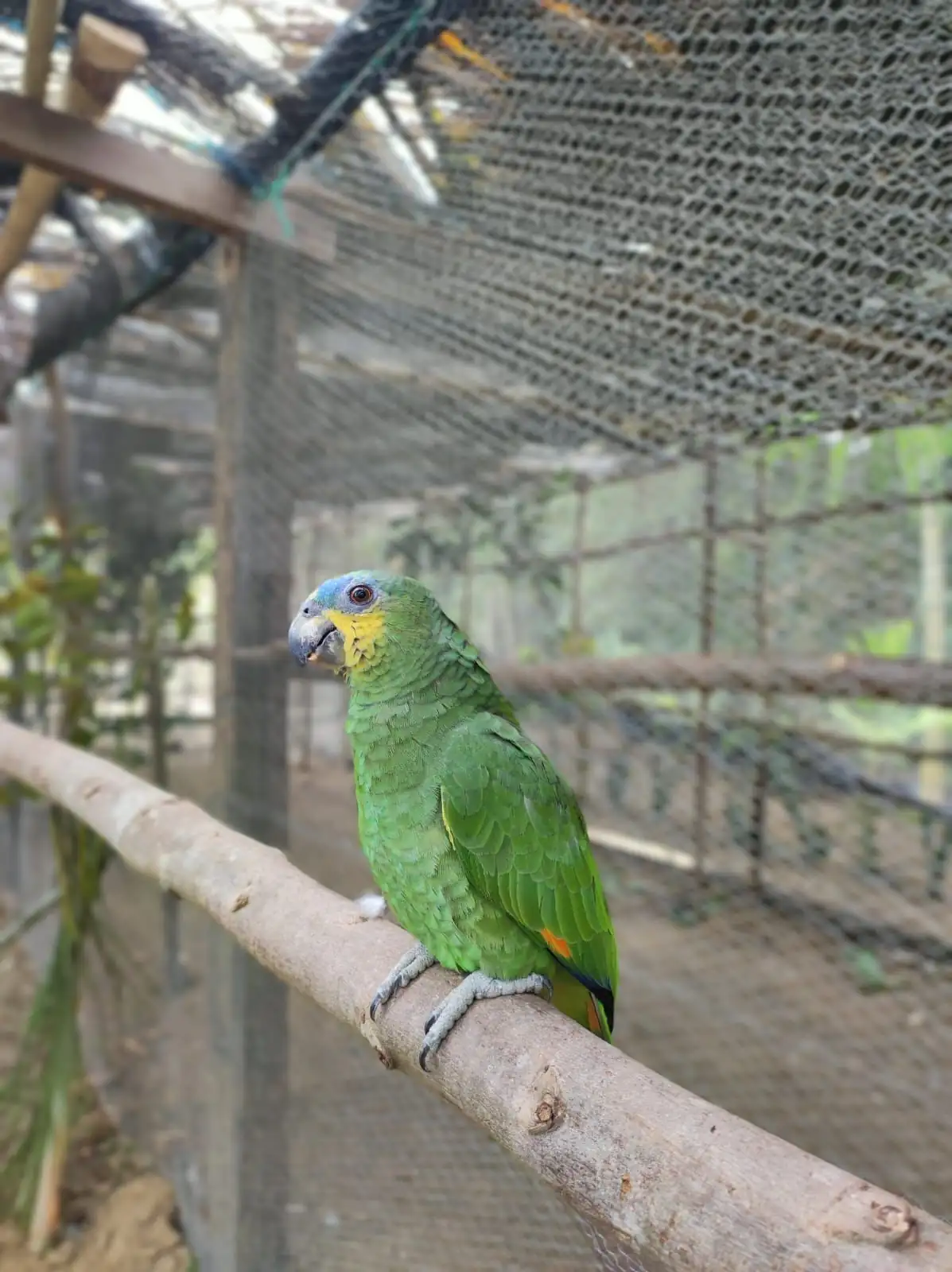 25-animales-silvestres-que-fueron-rescatados-en-Antioquia-seran-liberados-en-un-area-protegida-de-Cartagena