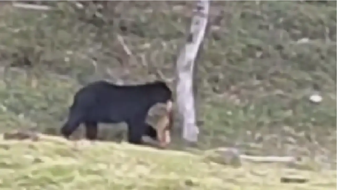 oso-de-anteojos