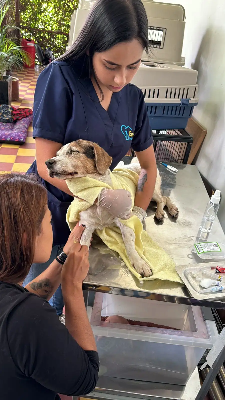 Murió perrita que fue enterrada en Itagüí, el caso será investigado por la Fiscalía