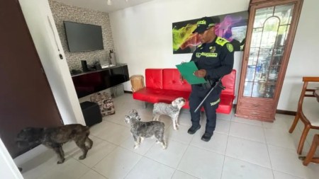 Rescatan a tres perritos maltratados en Medellín, les pegaban con una escoba