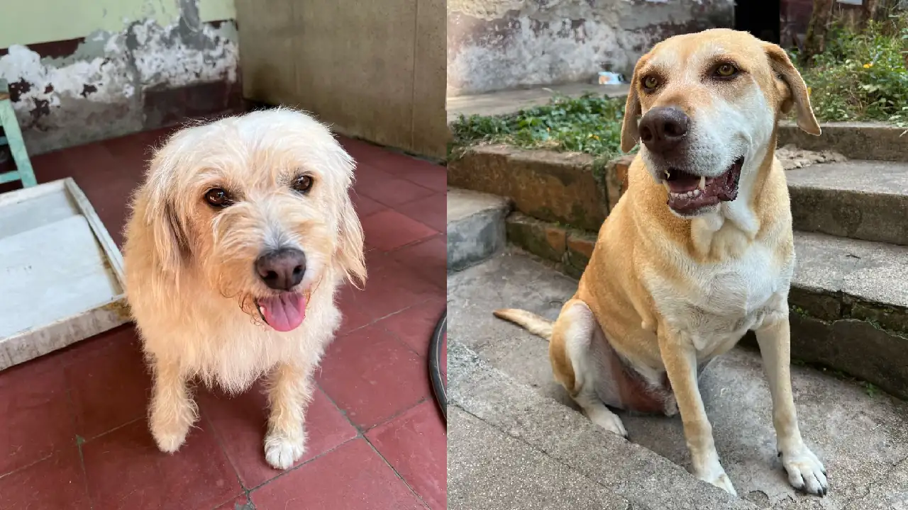 Molly y Rocky están buscando hogar rocky y molly