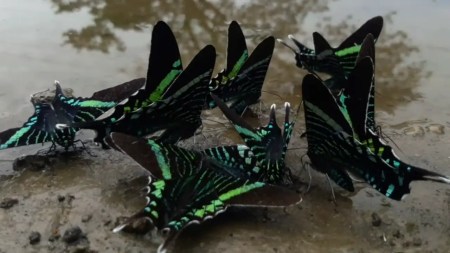 Polillas -urania-fulgens-migración