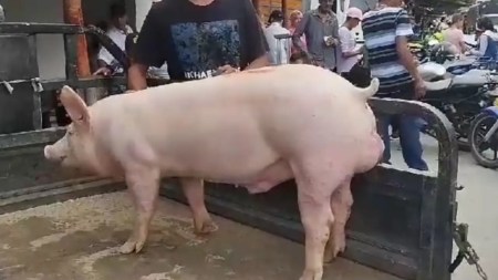 protesta-cerdo-barbosa