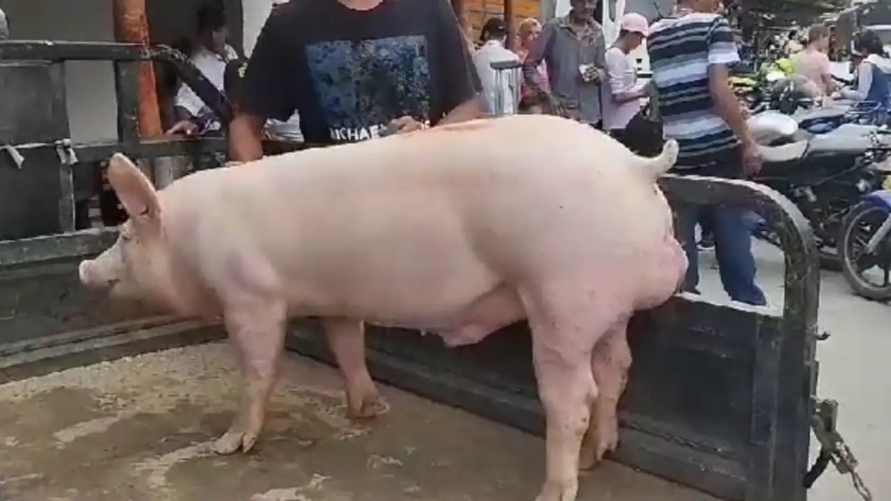 protesta-cerdo-barbosa