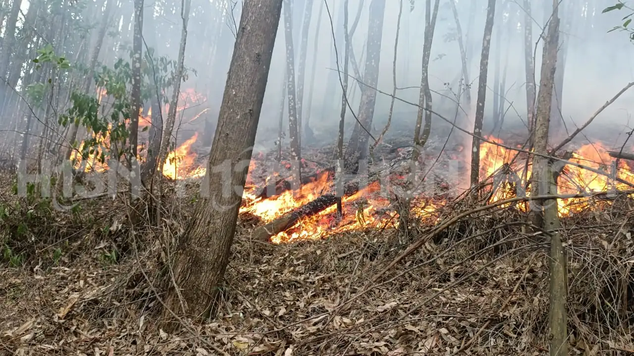 incendio-forestal