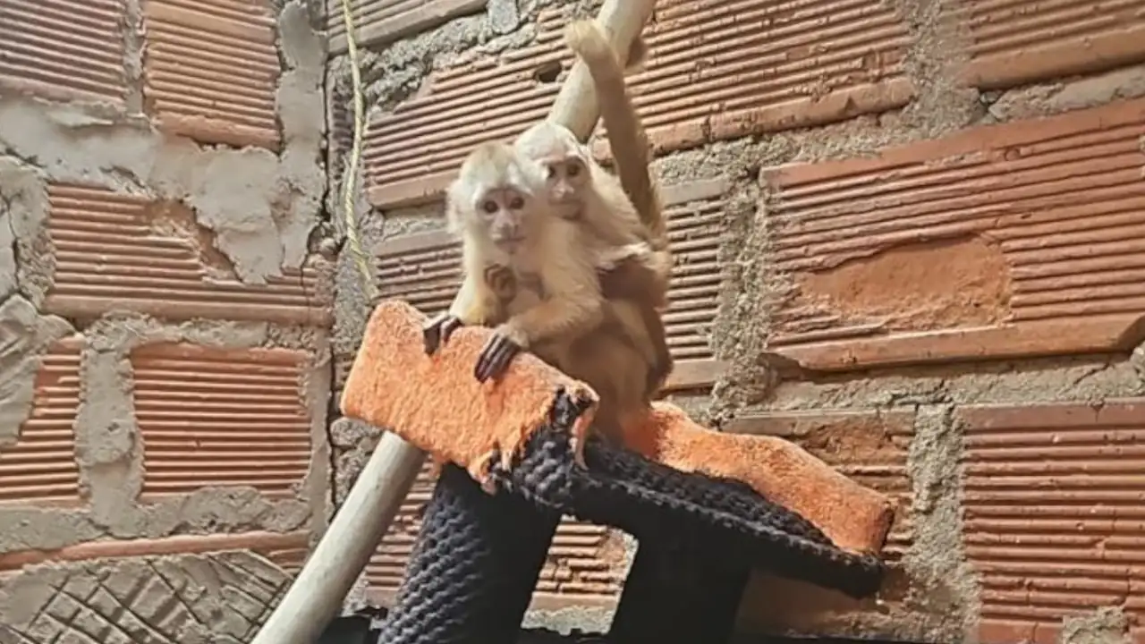 Policia-rescata-a-12-animales-silvestres-que-estaban-en-cautiverio-en-casas-de-Medellin