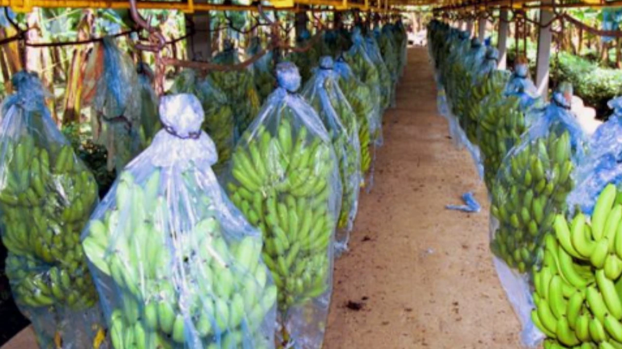 Directivos de empresas bananeras en Urabá son acusados por presunto financiamiento a las extintas AUC Directivos de empresas bananeras son acusados por presunto financiamiento a las extintas AUC