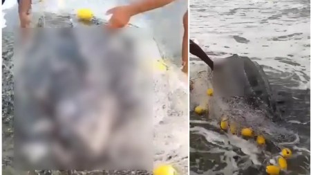 Encuentran-una-tortuga-gigante-sin-vida-en-el-Golfo-de-Uraba