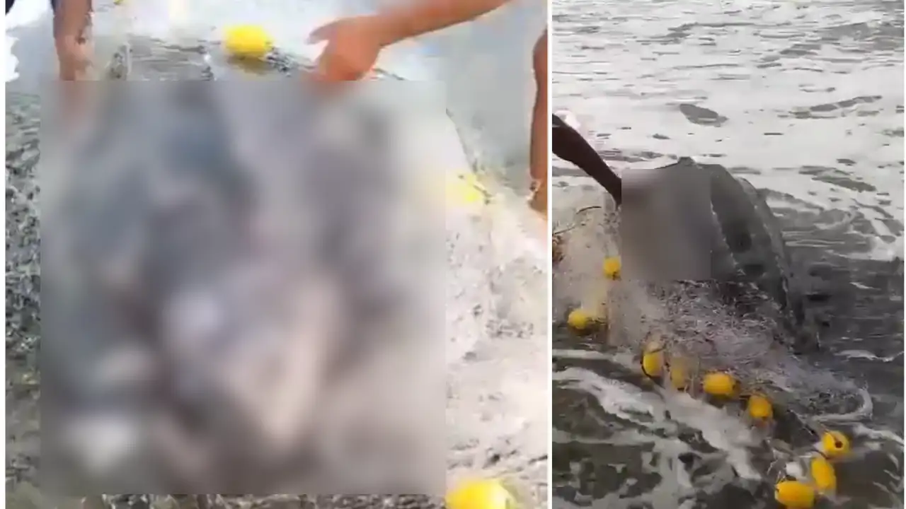 Encuentran-una-tortuga-gigante-sin-vida-en-el-Golfo-de-Uraba