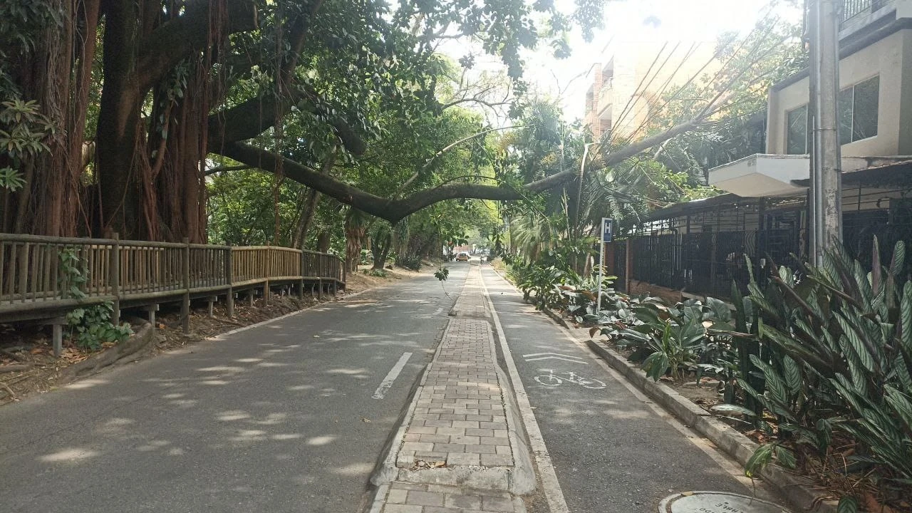Enorme rama de un arbol cayo encima del techo de hotel en Belen