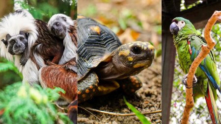 Día Mundial de la Vida Silvestre | 120 animales han sido rehabilitados y liberados en el Valle de Aburrá animales-fauna-silvestre-