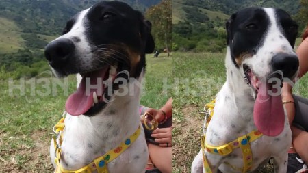 mascotas ola de calor