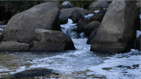Cornare investiga mortandad de peces por contaminación en La Marinilla