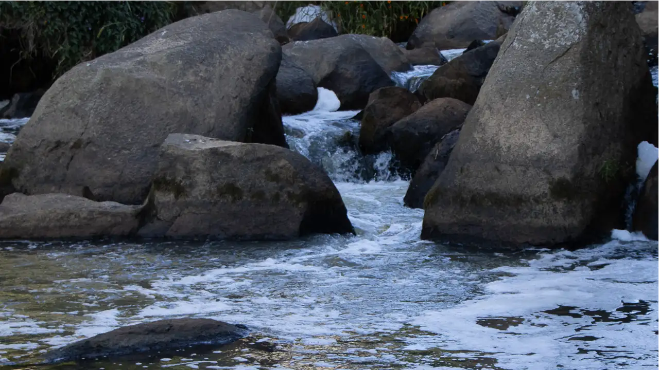 Cornare investiga mortandad de peces por contaminación en La Marinilla