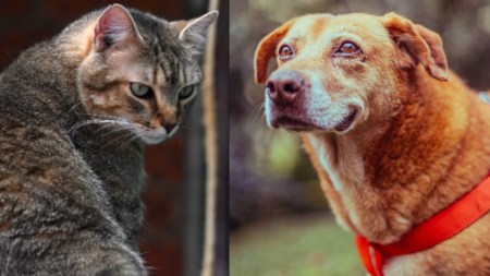 cuidado de mascotas en viajes de semana santa