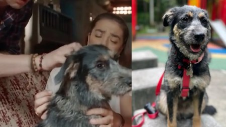 “Mijito” el perrito que se está robando el corazón de los colombianos por su debut en la serie Rigo
