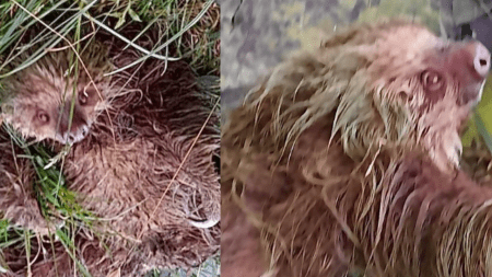 Este lindo oso perezoso dio los buenos días en Envigado: