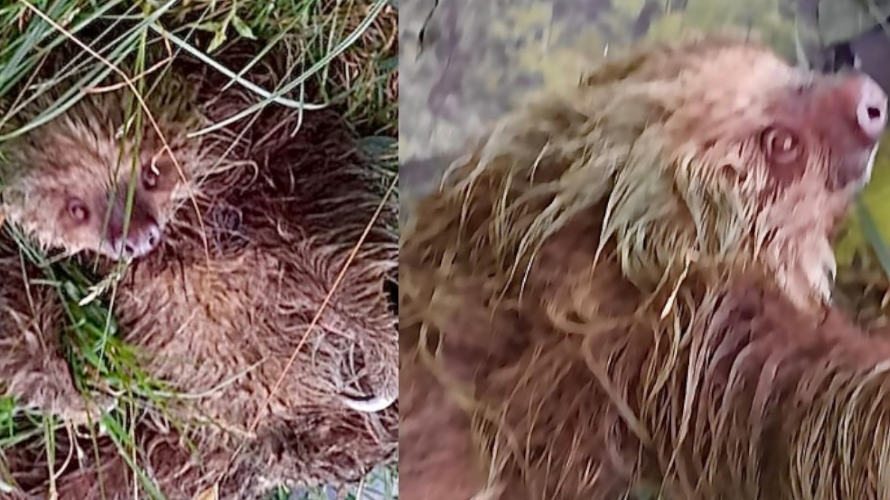 Este lindo oso perezoso dio los buenos días en Envigado: