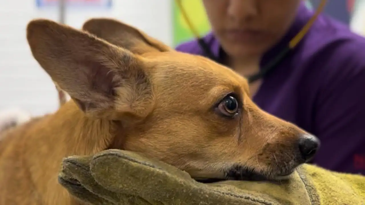 Policía rescata a Doky, un perrito que fue amarrado con cinta a un poste