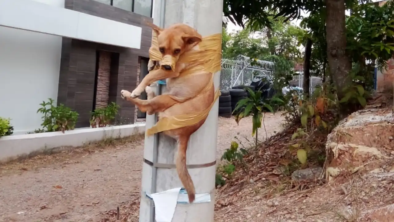 Policía rescata a Doky, un perrito que fue amarrado con cinta a un poste