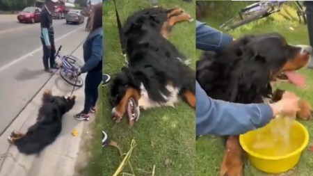 perrito fue arratrado en Cota