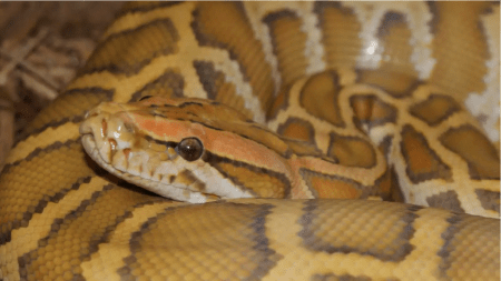 Científicos proponen consumir carne de serpiente para salvar el planeta Científicos proponen consumir carne de serpiente para salvar el planeta
