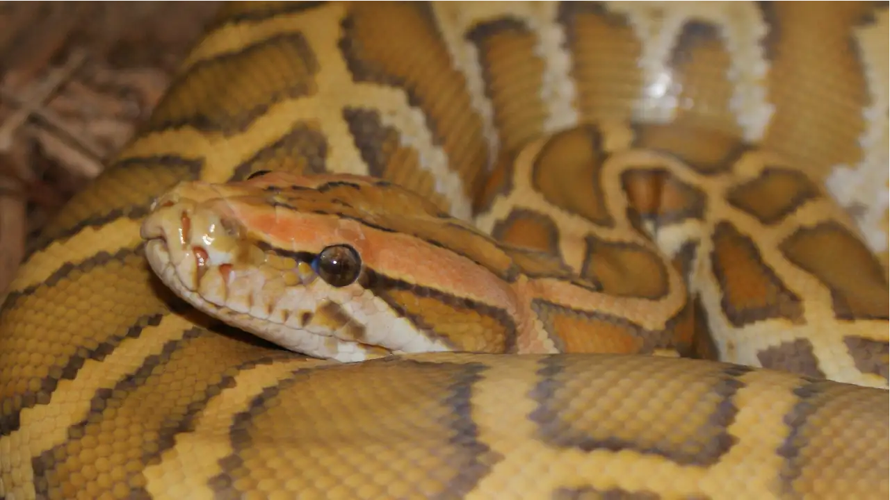 Científicos proponen consumir carne de serpiente para salvar el planeta