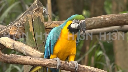 semana santa-fauna-y-flora-alerta