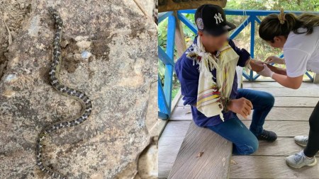 serpiente venenosa-hombre-mordido-en-carmen-de-viboral-salvaron
