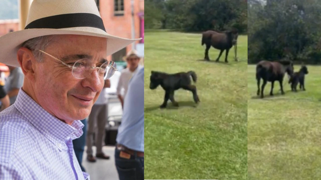 potrillo-alvaro uribe velez