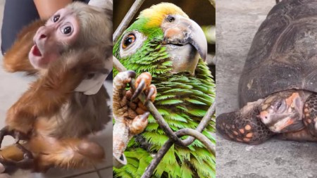 ¡Muy triste 239 animales han tenido que ser atendidos este ano por trafico ilegal