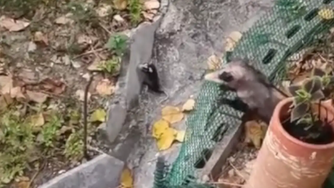 ¡Qué ternurita! Graban a una zaigüeya con su cría en la Comuna 13 de Medellín