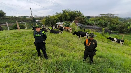 Autoridades recuperan 10 cabezas de ganado robadas en La Ceja Autoridades recuperan 10 cabezas de ganado robadas en La Ceja