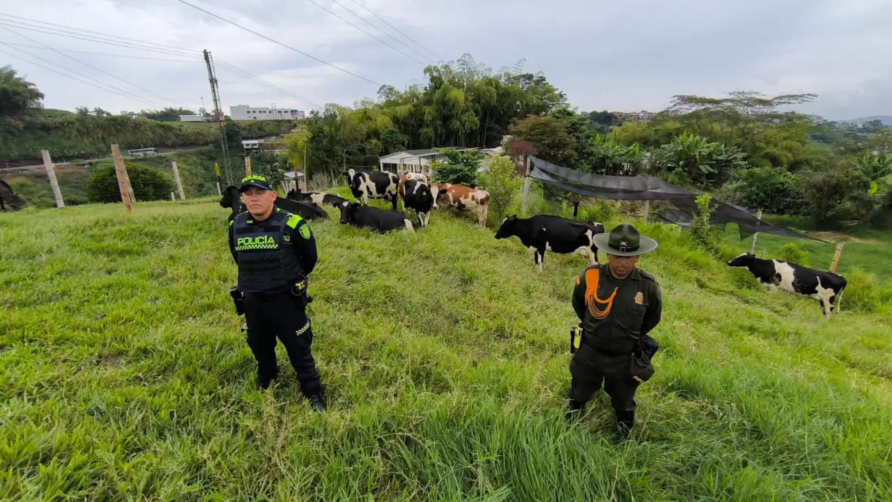 Autoridades recuperan 10 cabezas de ganado robadas en La Ceja Autoridades recuperan 10 cabezas de ganado robadas en La Ceja