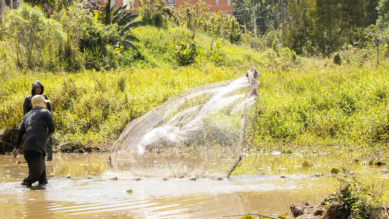 Cornare-rescata-en-Rionegro-a-peces-que-estaban-en-peligro-por-la-sequia
