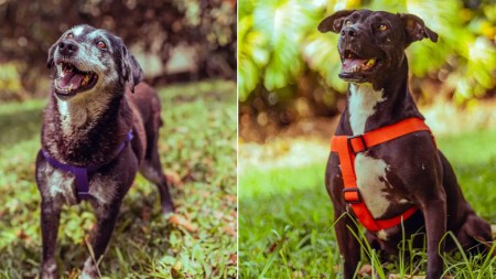 37-perritos-y-15-gaticos-buscan-un-hogar-en-el-que-les-brinden-mucho-amor-en-Medellin
