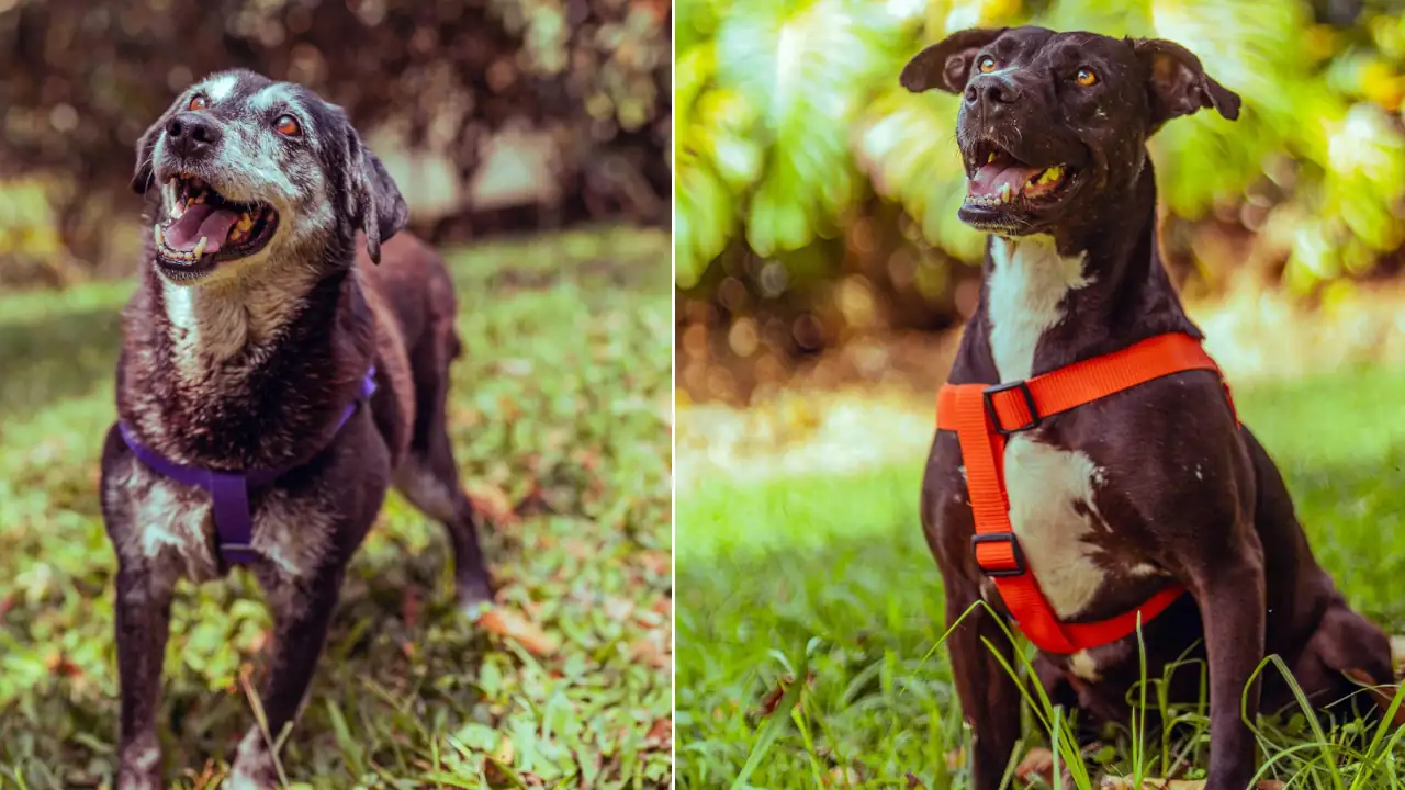 37-perritos-y-15-gaticos-buscan-un-hogar-en-el-que-les-brinden-mucho-amor-en-Medellin