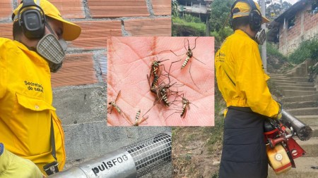 ¡Mucho cuidado! Hay alerta por aumento drástico en casos de dengue en Medellín