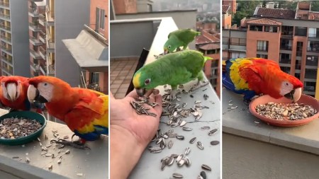 Ciudadano-en-Envigado-ha-llegado-a-recibir-hasta-10-guacamayas-en-su-balcon