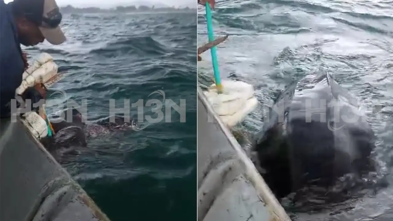 En-el-Golfo-de-Uraba-pescadores-salvan-a-Tortuga-Cana-atrapada-en-una-red-de-pesca