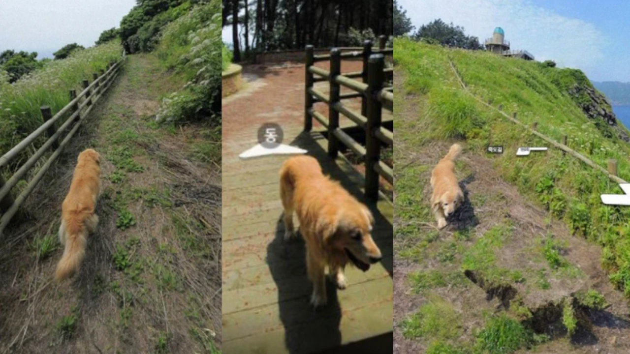 GoldenRetriever perrito sigue camara de google maps