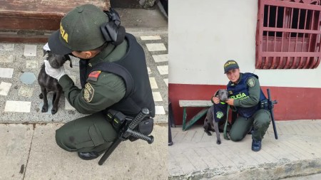 La-sorprendente-transformacion-de-Firulais-un-perrito-adoptado-por-policias-en-el-Nordeste-antioqueno