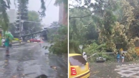 Lluvias en Envigado dejan un árbol y un poste caídos Lluvias-en-Envigado-dejan-un-arbol-y-un-poste-caidos