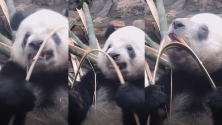 Tierno panda parte bambu