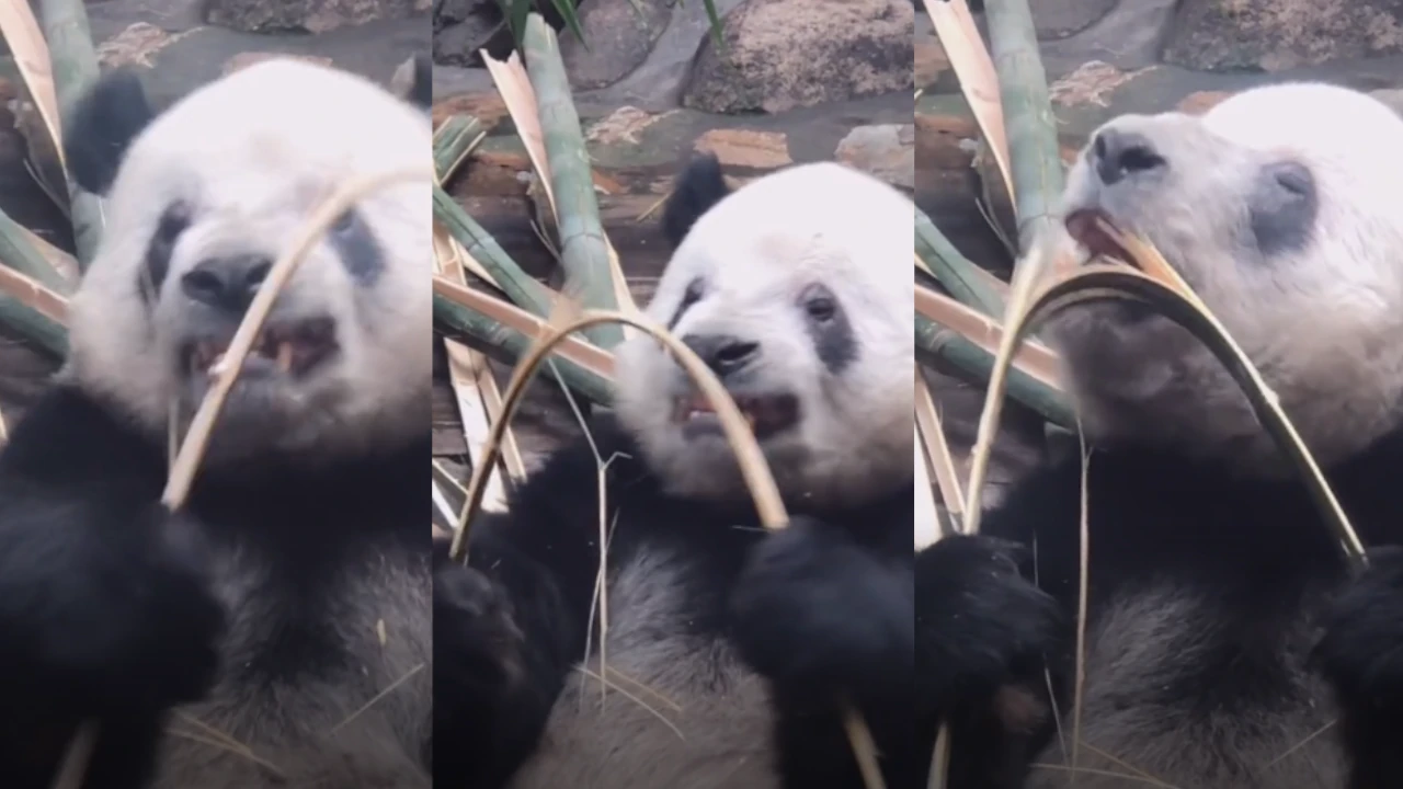 Tierno panda parte bambu