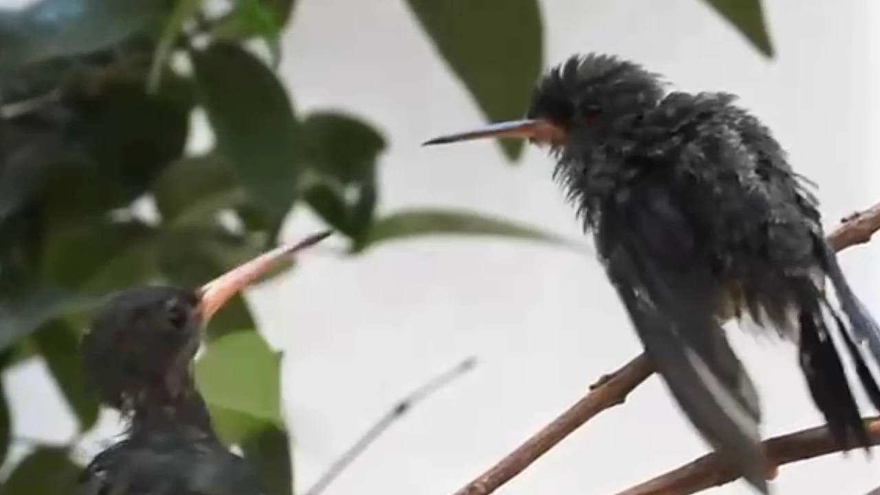 esta acción puede traer consecuencias tanto para las aves como para la salud pública.