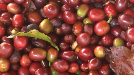 Se lleva a cabo el debate de control político en el senado de la república ante la situación actual de los cafeteros