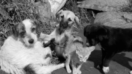 envenenamiento de perros y gatos en Caucasia